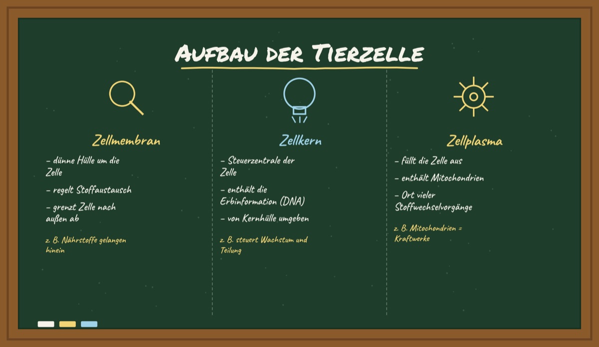 Beispiel-Tafelbild von LocalAce: Aufbau der Tierzelle mit den Spalten Zellmembran, Zellkern und Zellplasma in Kreideschrift